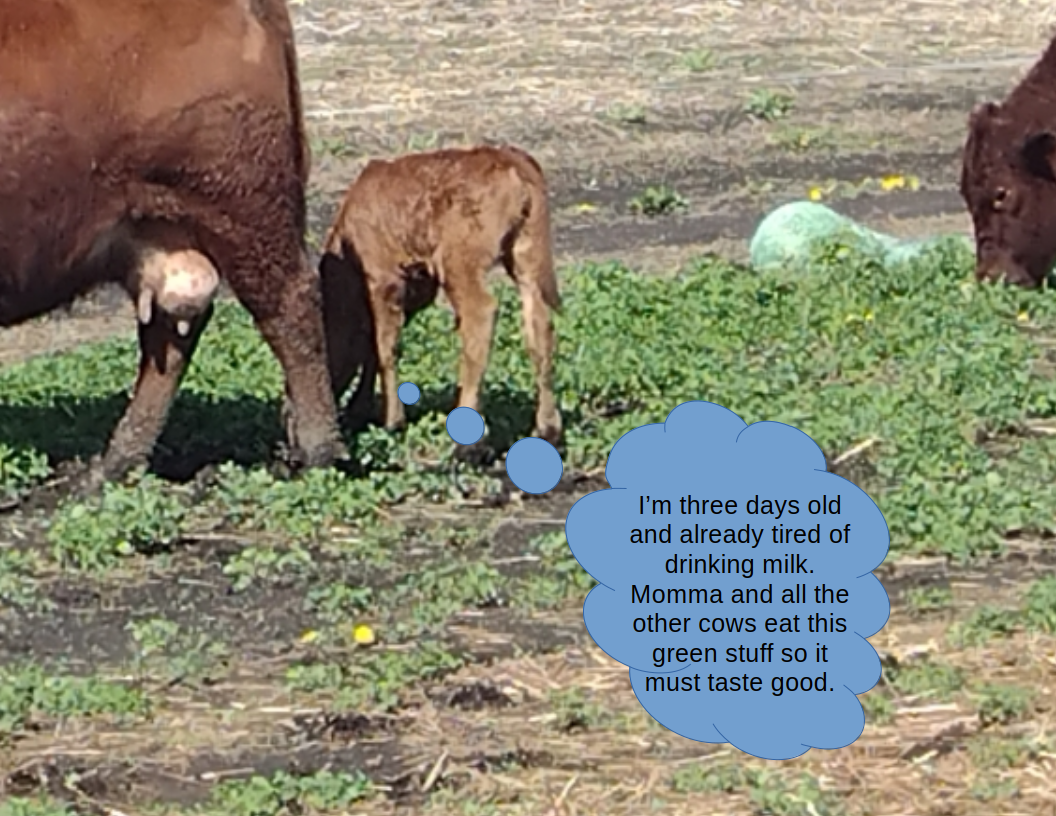 Newsletter April 2026