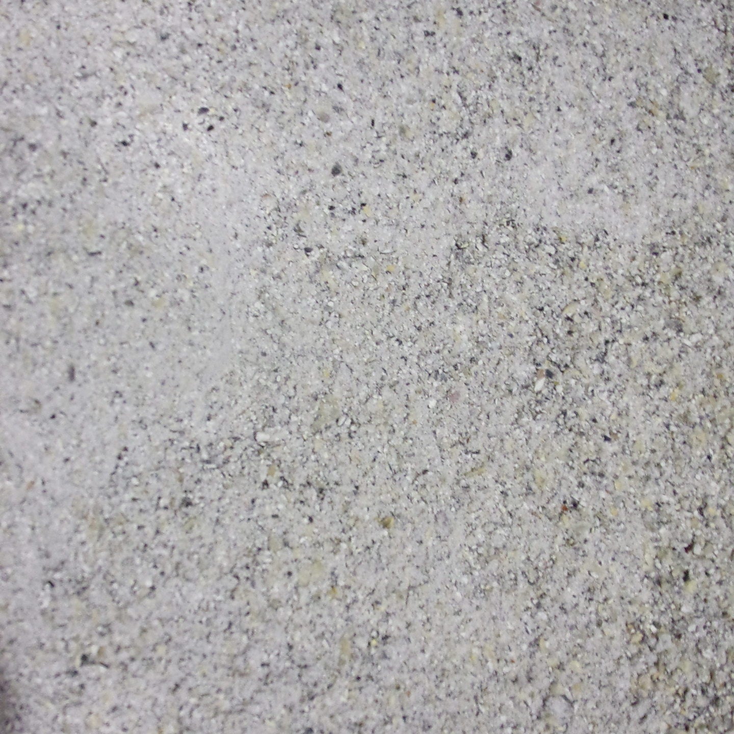 Close-up of ground blue hopi corn.