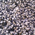 Close-up of blue hopi corn kernels.