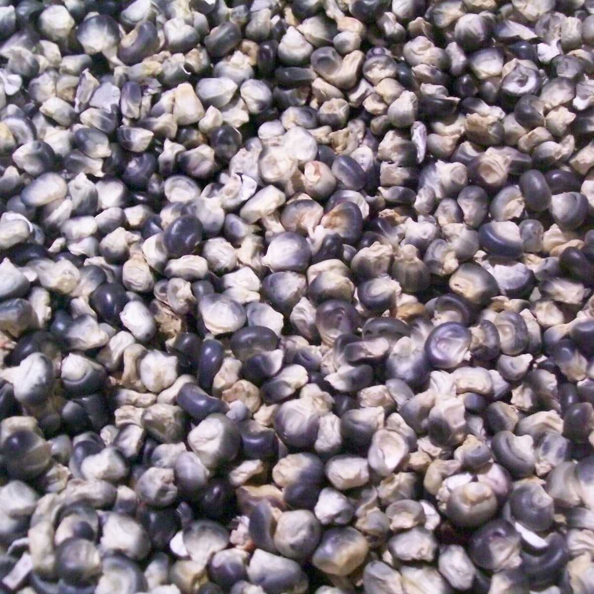Close-up of blue hopi corn kernels.