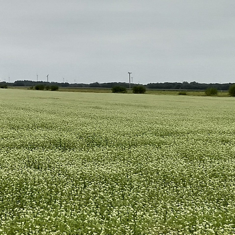 Green field of flowering buckwheat with trees and power lines in the distance