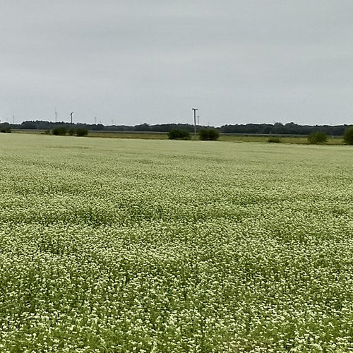 Green field of flowering buckwheat with trees and power lines in the distance