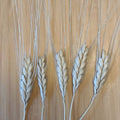 Decorative close shot of einkorn wheat stalks on a wooden background