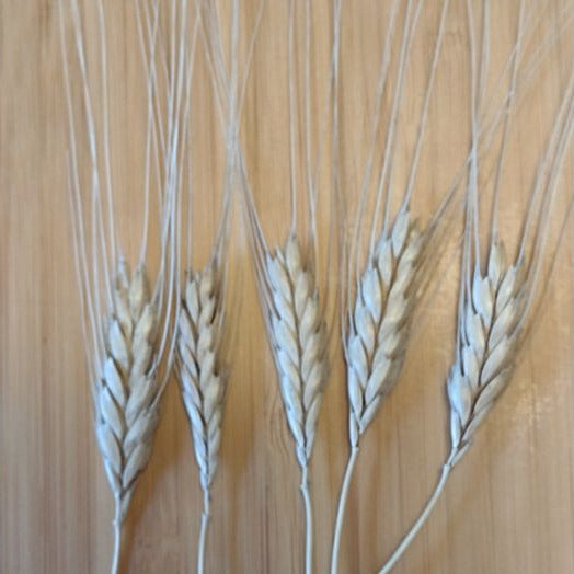 Decorative close shot of einkorn wheat stalks on a wooden background