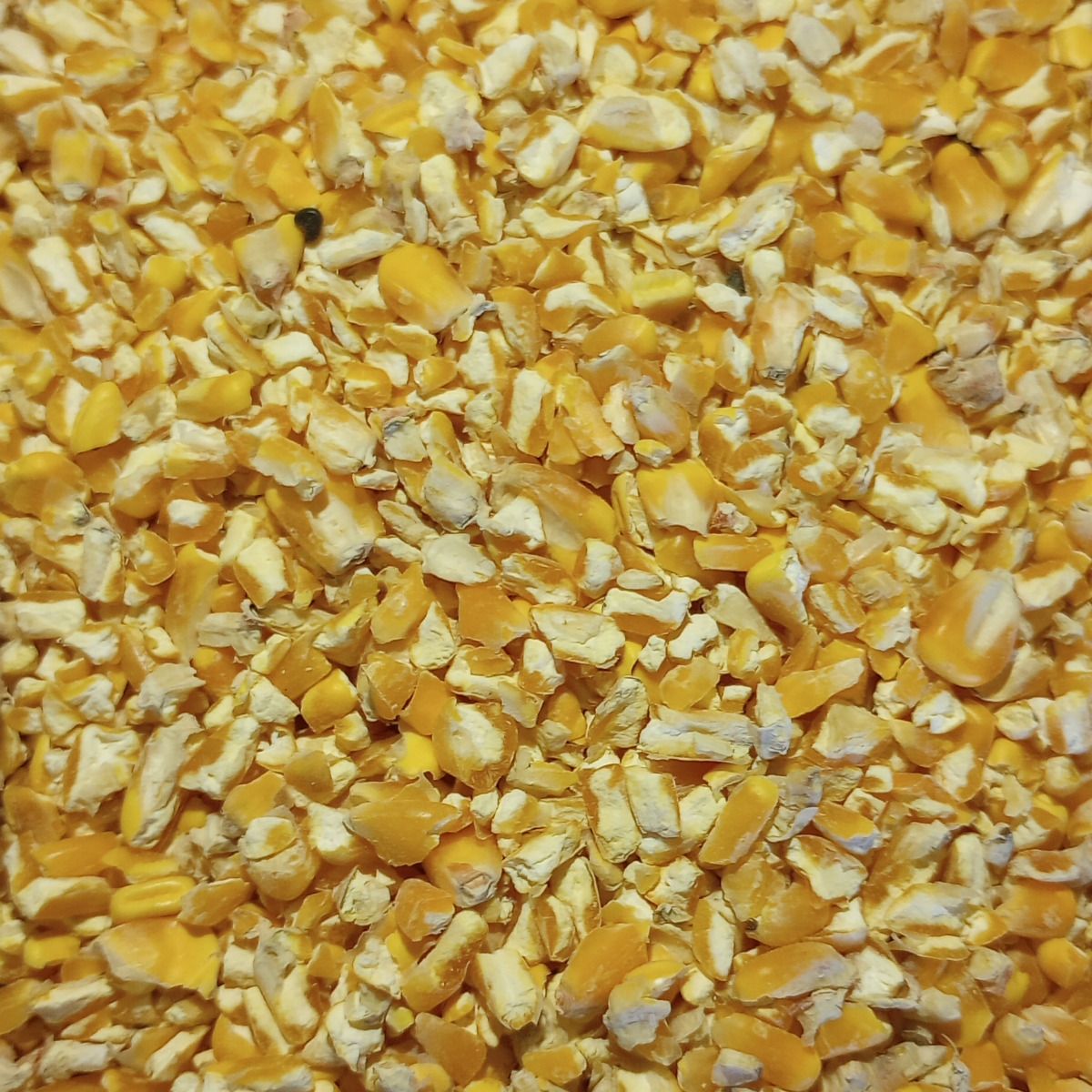 Close-up of yellow feed corn cracked kernels