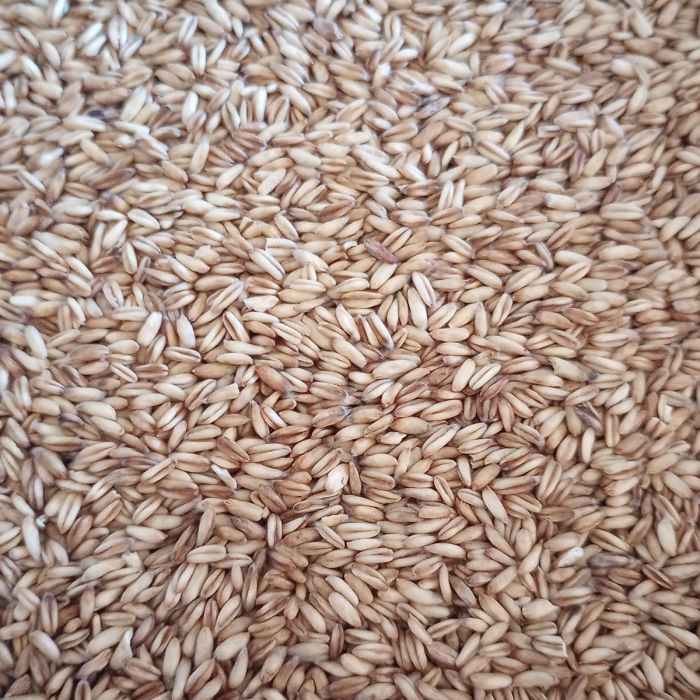 Close-up of fee oats