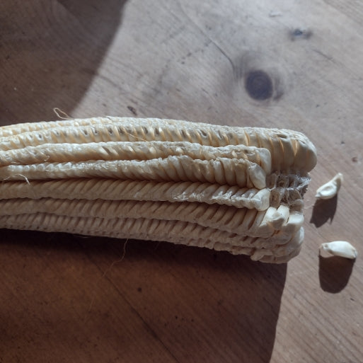 gourd seed white corn on wooden table (tooth corn)