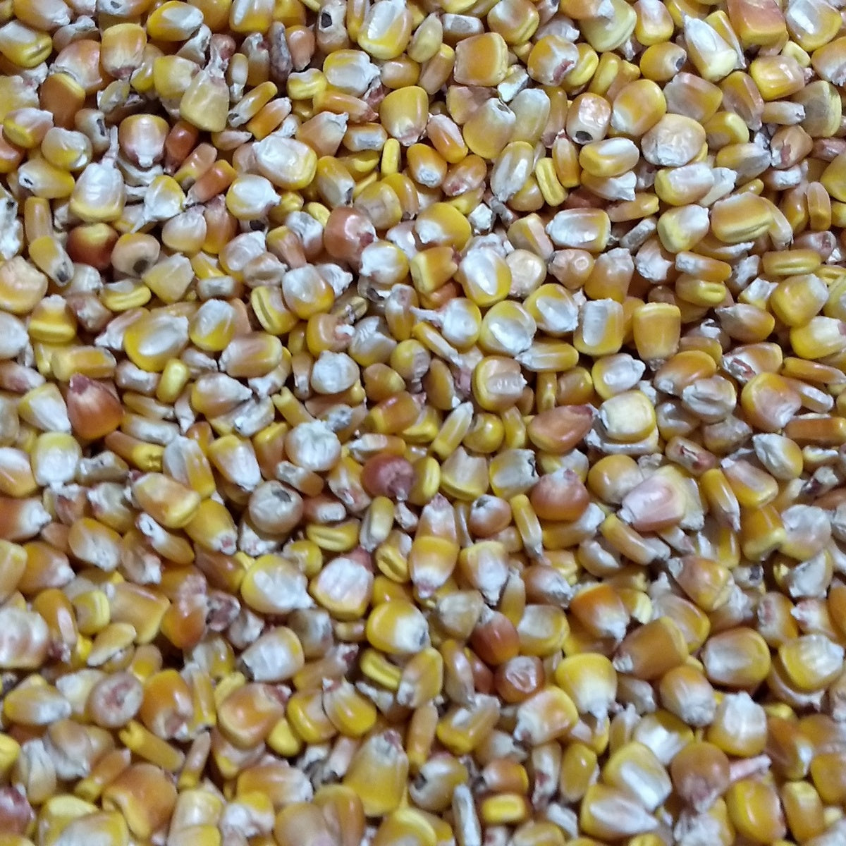 Close-up of a pile of henry moore yellow corn kernels