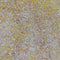 Creamy Grits / 2.5 lb / Plastic Bag