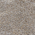 Close-up of HRW wheat berries