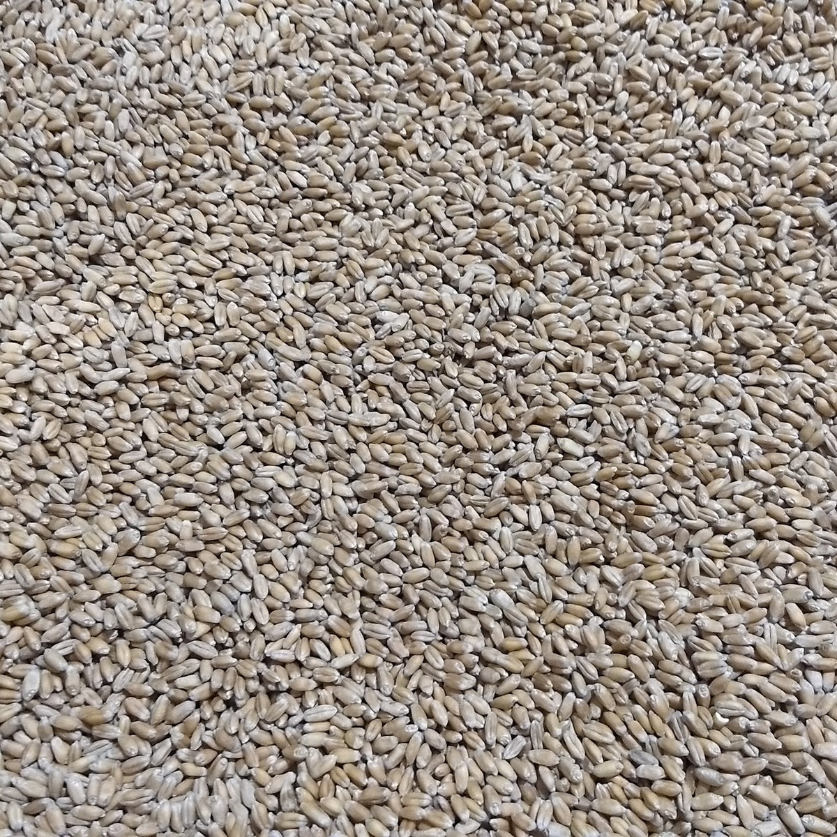 Close-up of HRW wheat berries