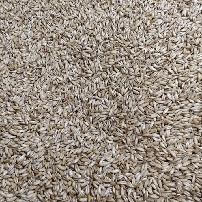 Hulless Oats