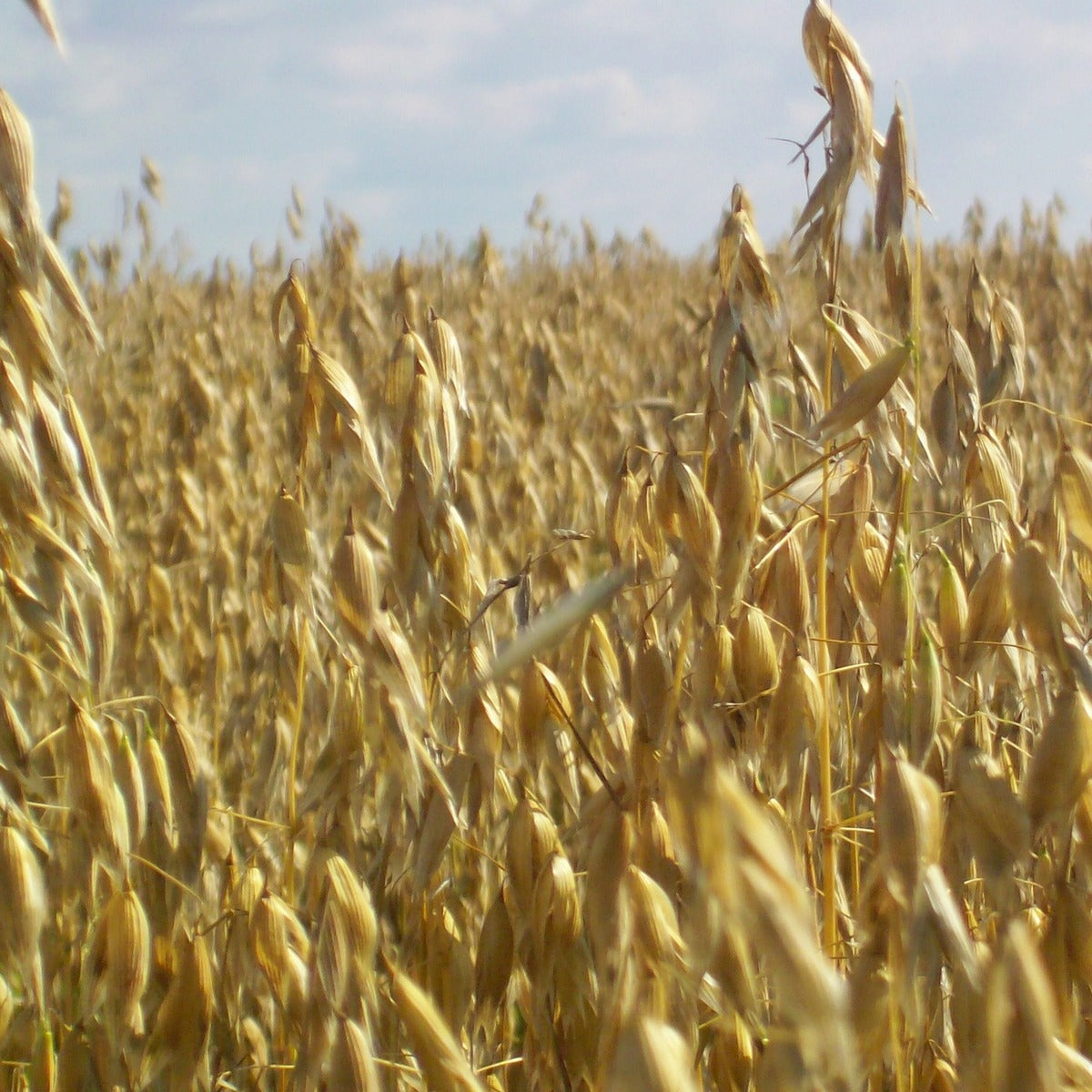 Close shot of field of mature hulless oats with a clear sky