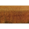 Field of purple straw wheat nearing maturity