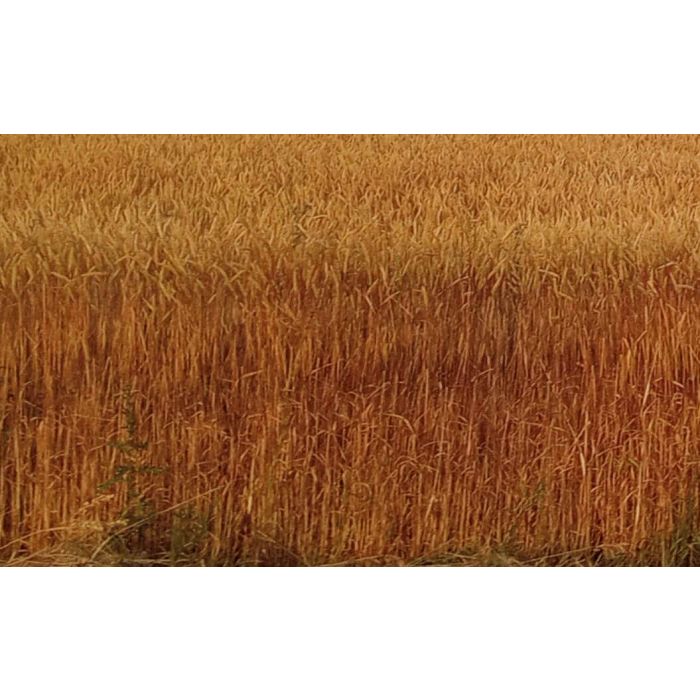 Field of purple straw wheat nearing maturity
