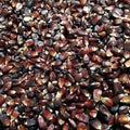 Close-up of bloody butcher red corn kernels