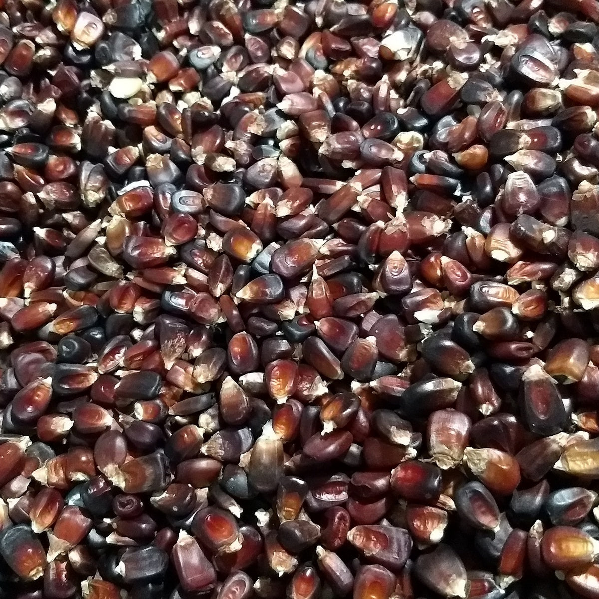 Close-up of bloody butcher red corn kernels