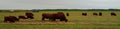 red devon cows grazing in a grassy field with a clear sky