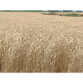 Red Fife HRS Wheat