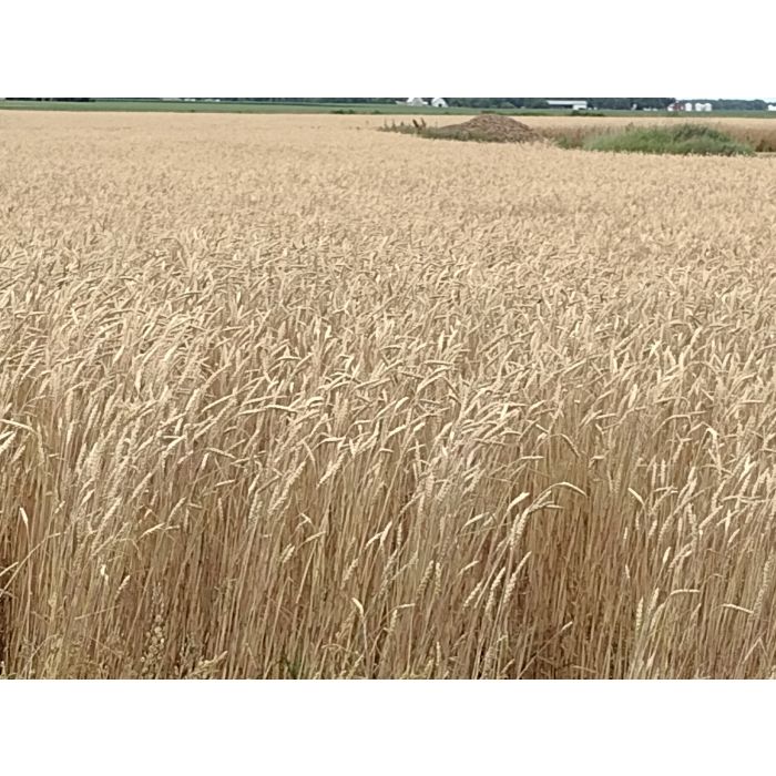 Red Fife HRS Wheat