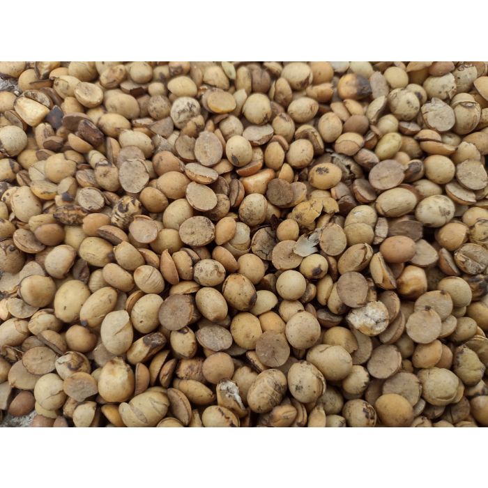 close up of roasted soybeans for feed