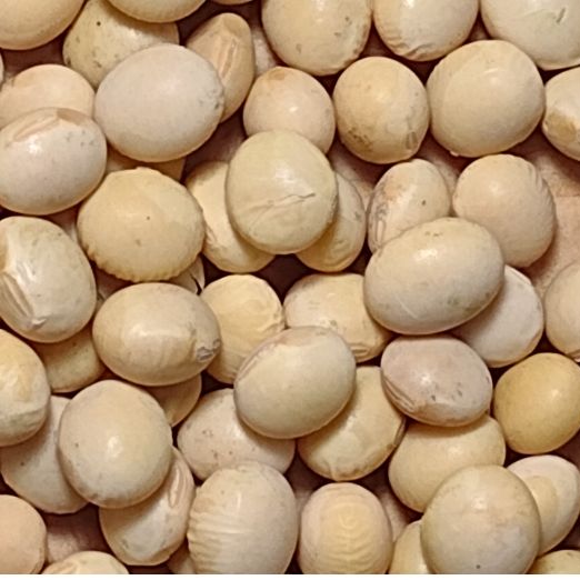 Close-up of a pile of light-colored soybeans