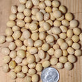 Pile of light-colored soybeans with a coin for scale on a wooden surface