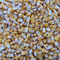 Close-up of yellow feed corn kernels