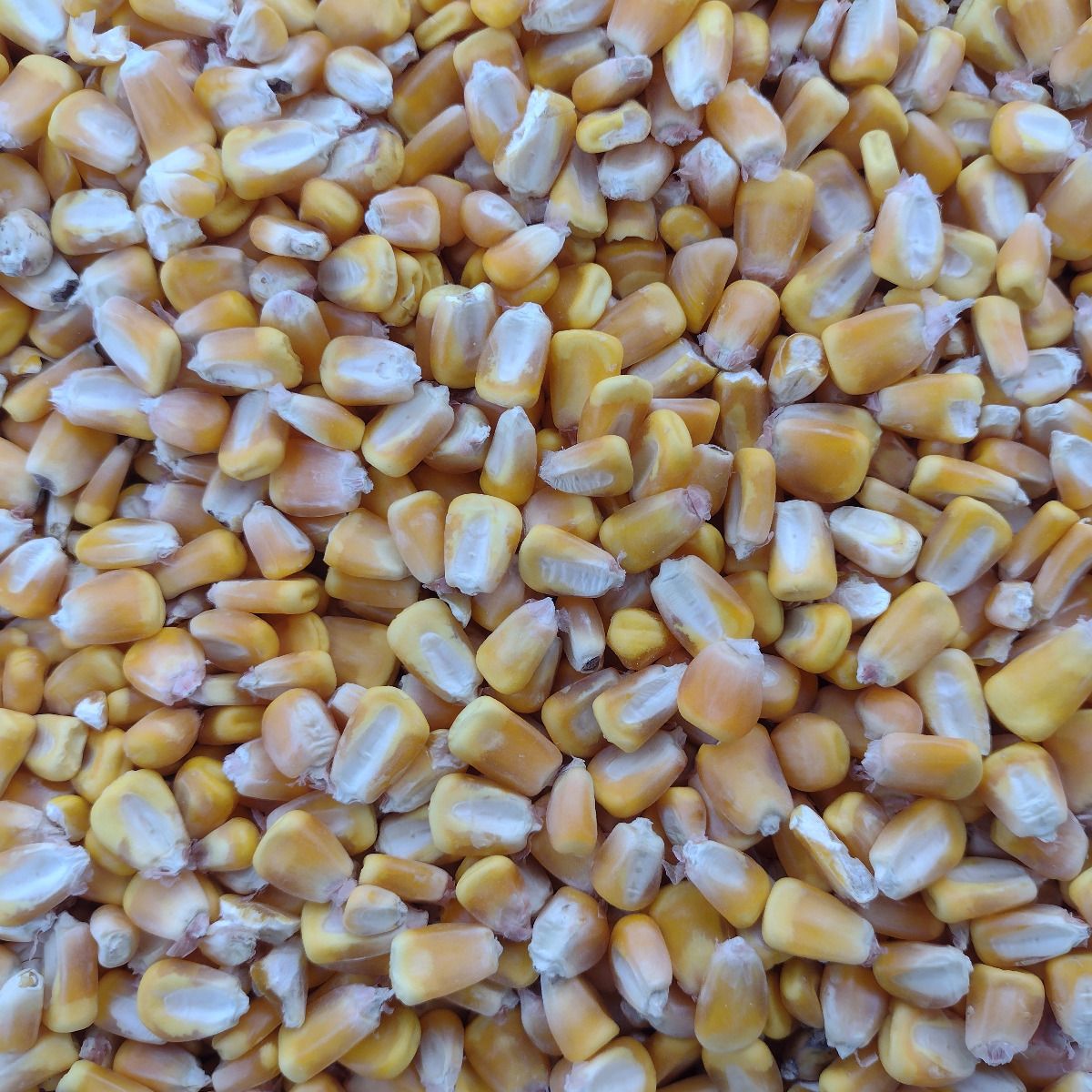 Close-up of yellow feed corn kernels